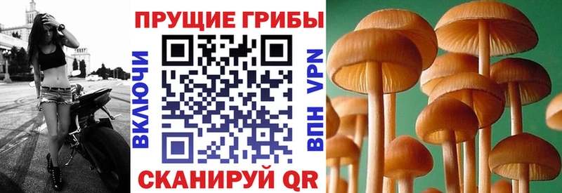 Галлюциногенные грибы Psilocybe  дарнет шоп  KRAKEN ССЫЛКА  Новоузенск 